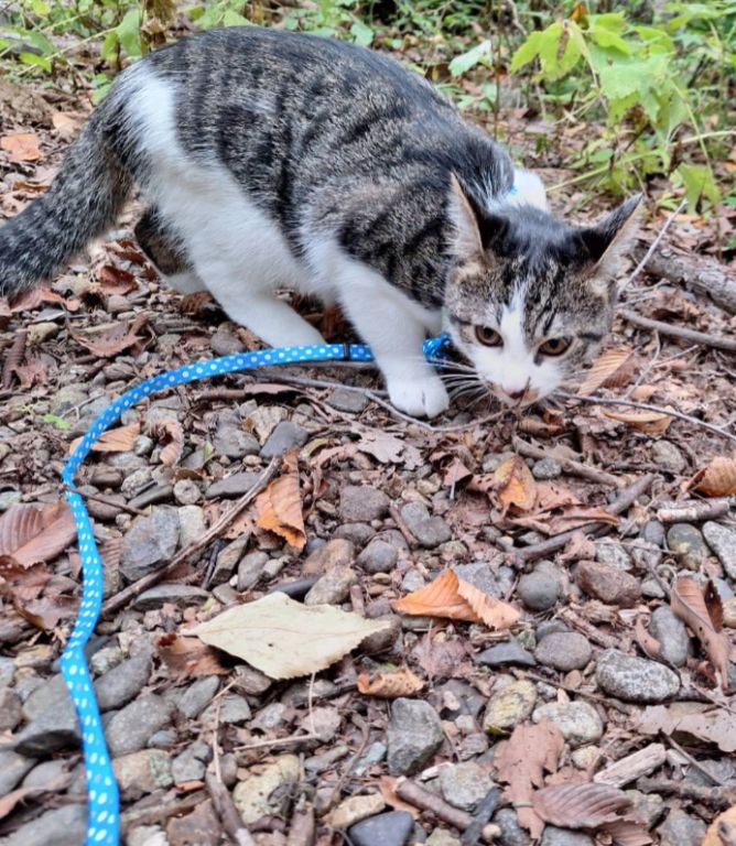 我が家の仔猫