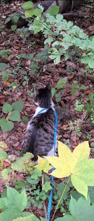 我が家の仔猫