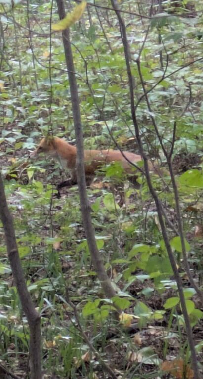 キタキツネ