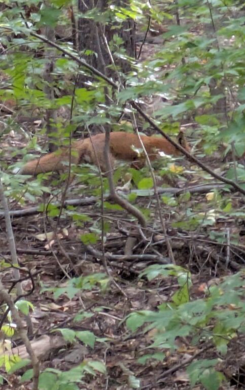 キタキツネ