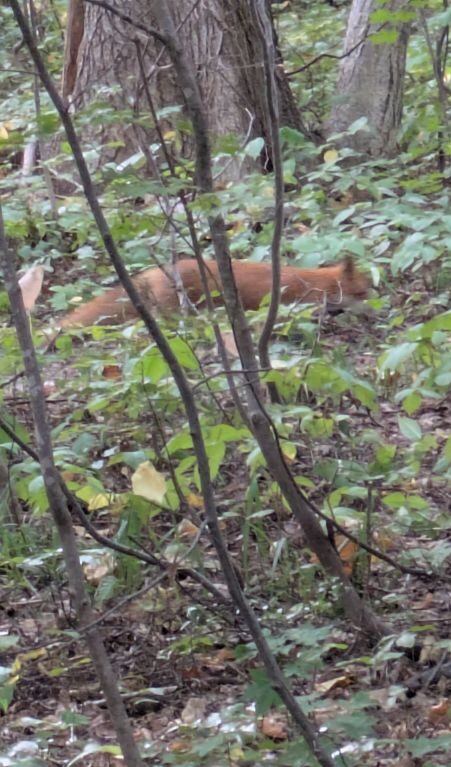 キタキツネ
