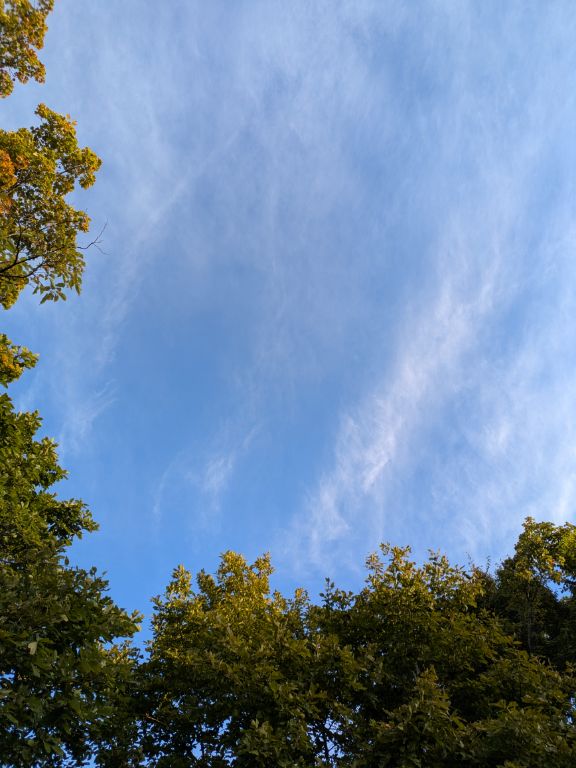 10月の朝の森
