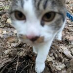 生後五ヶ月の仔猫