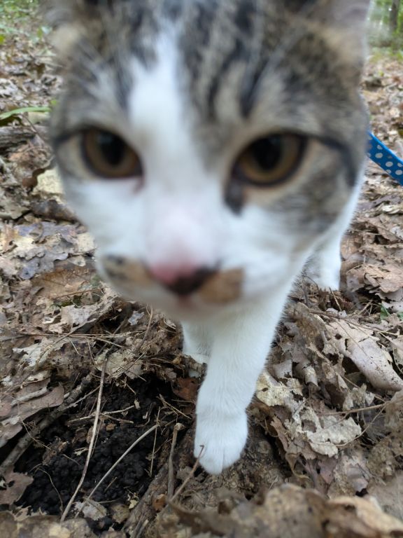 生後五ヶ月の仔猫