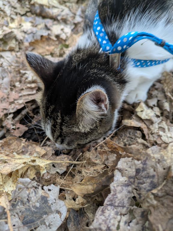 生後五ヶ月の仔猫