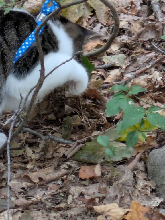生後五ヶ月の仔猫
