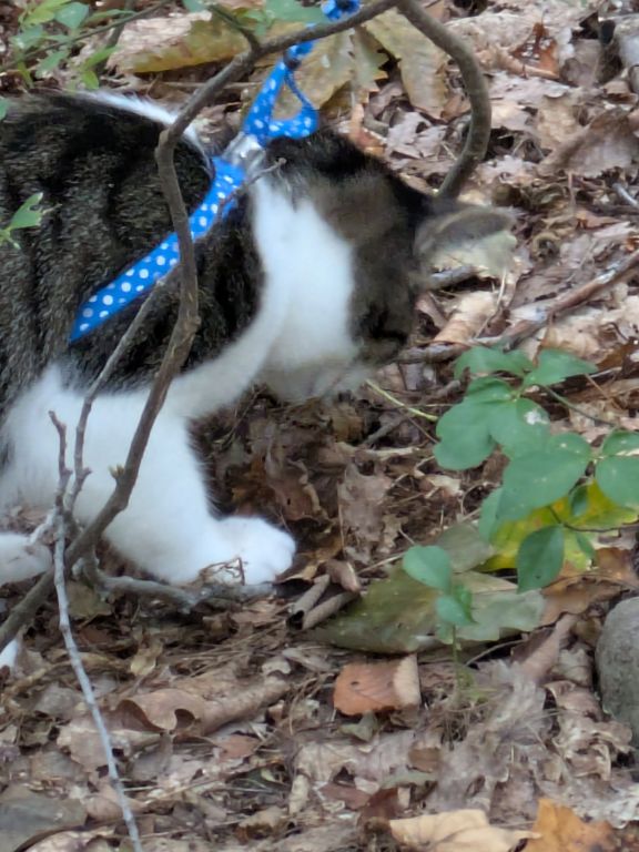 生後五ヶ月の仔猫