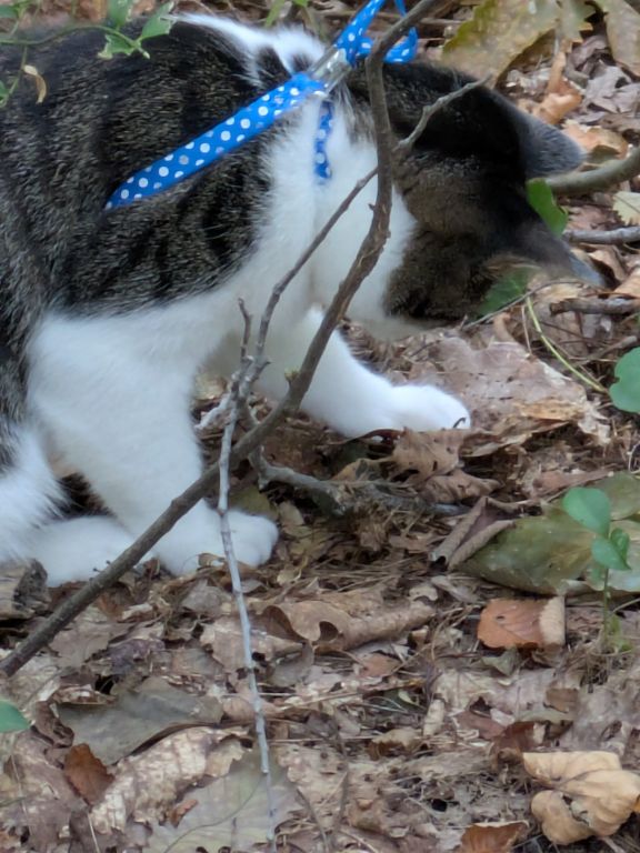 生後五ヶ月の仔猫