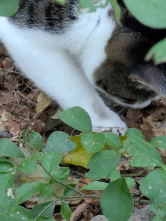 生後五ヶ月の仔猫