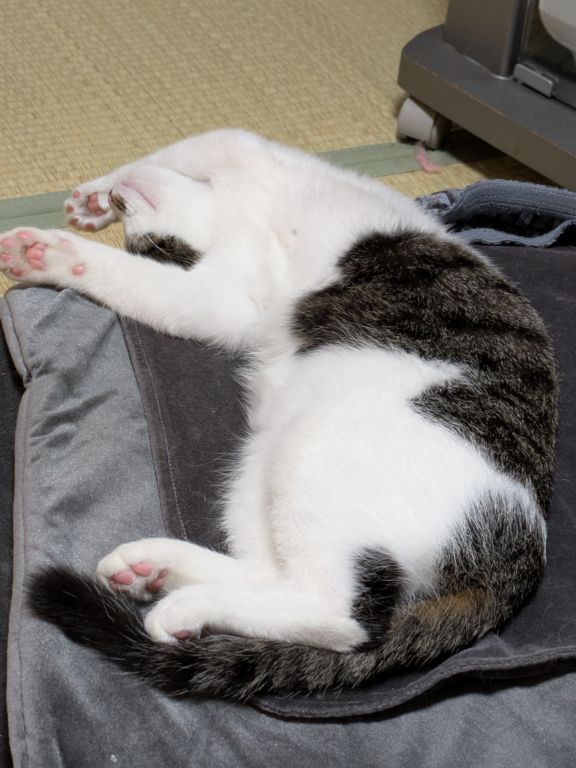 生後五ヶ月の仔猫