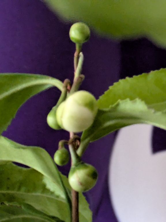 チャノキの花