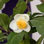 チャノキの花
