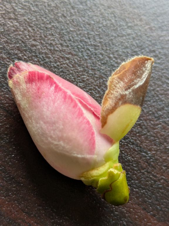 椿の花びら