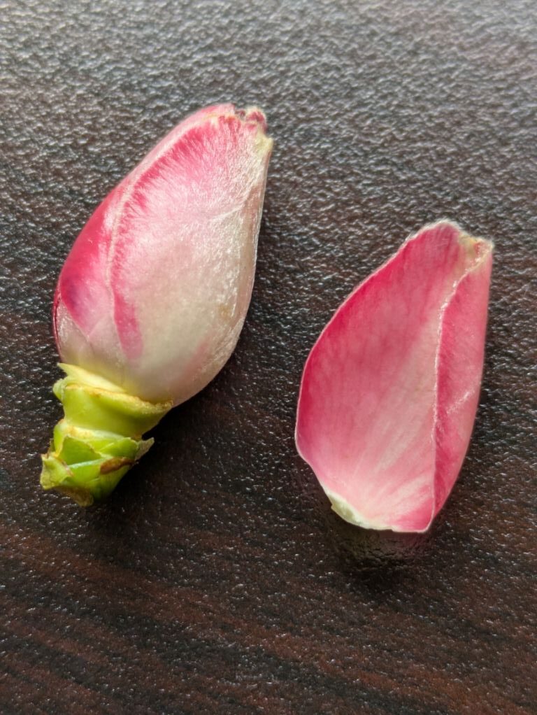 椿の花びら