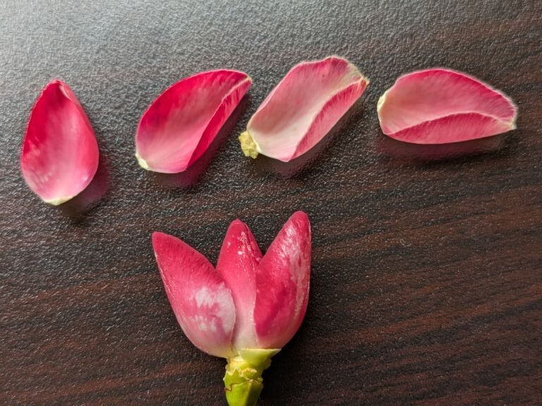 椿の花びら