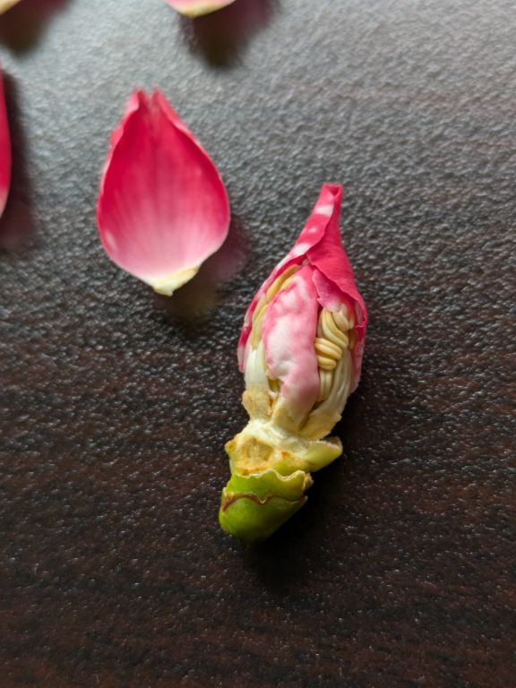 椿の蕾