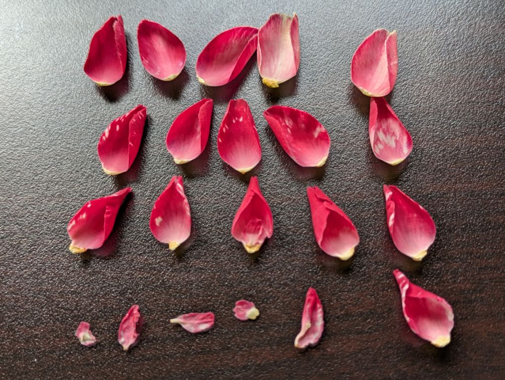 椿の花びら