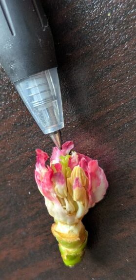 椿の蕾の中のメシベ