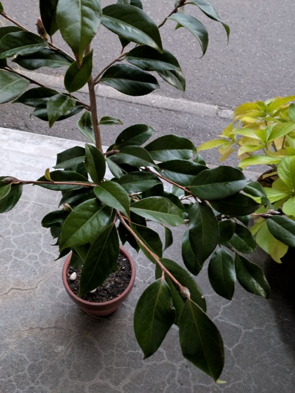 蕾が開き始めた椿