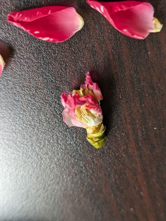 椿の蕾