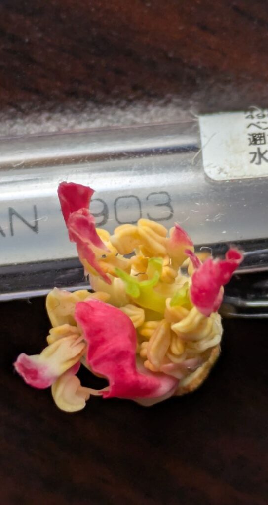 椿の蕾