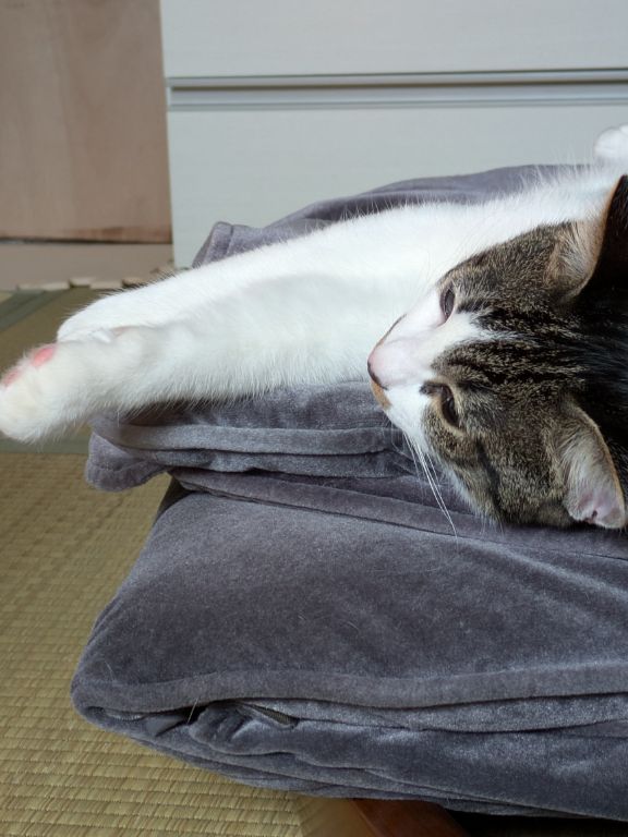 仔猫5ヶ月目