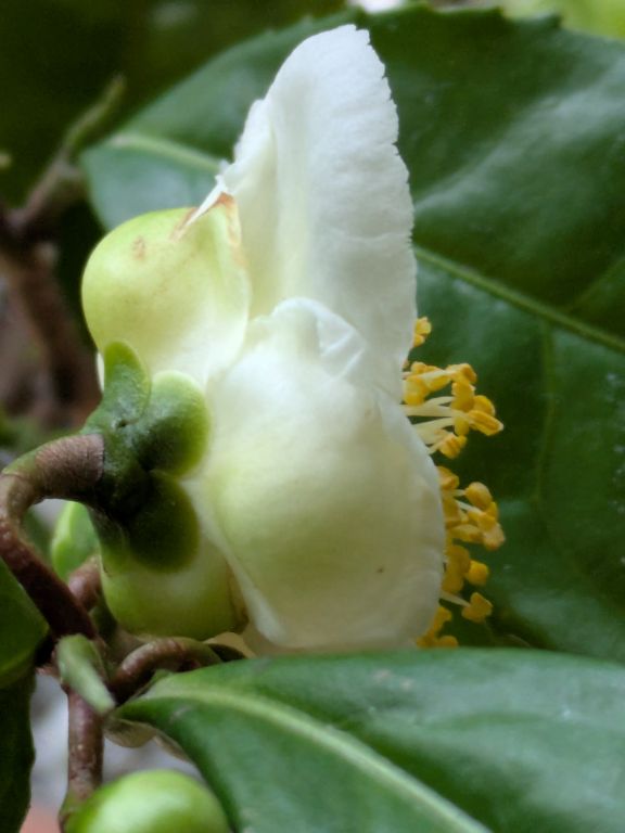茶の花　