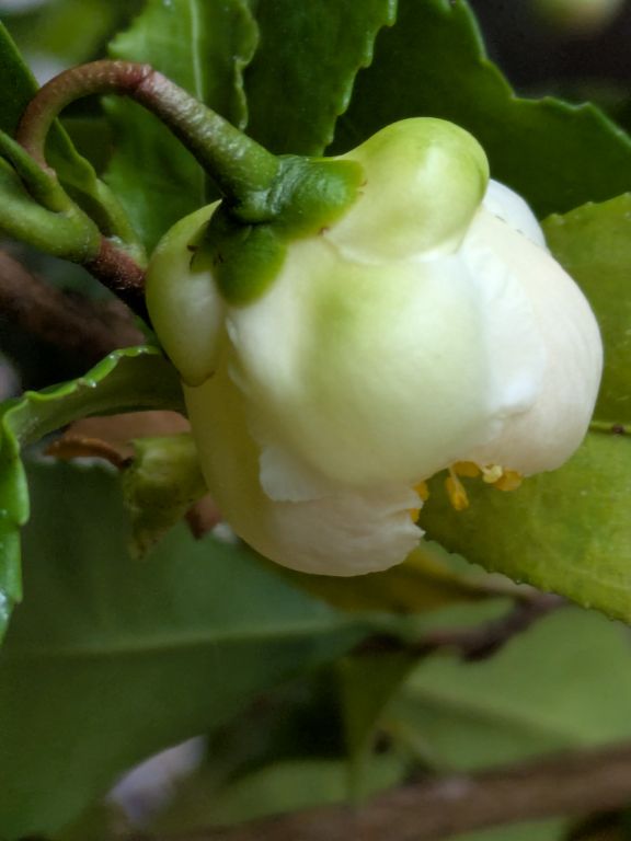茶の花　蕾