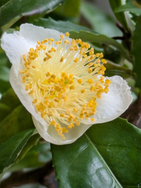 茶の花