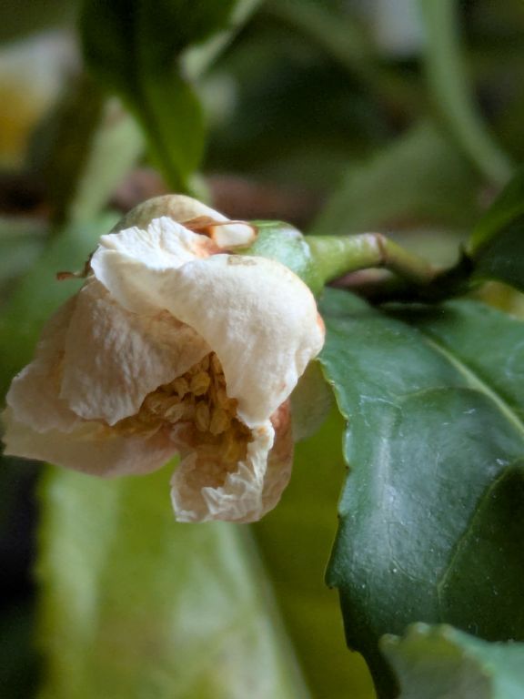 茶の花