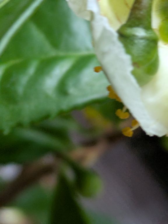 茶の花