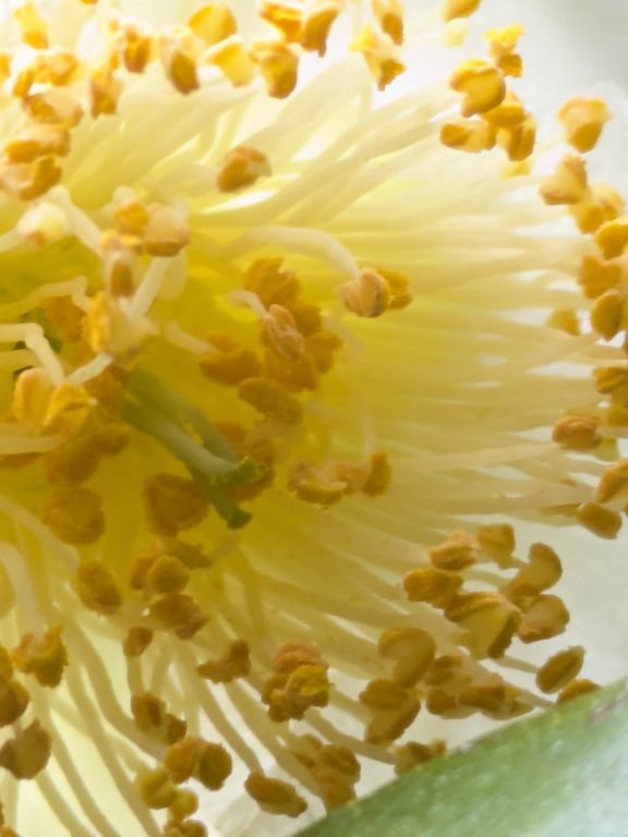 茶の花