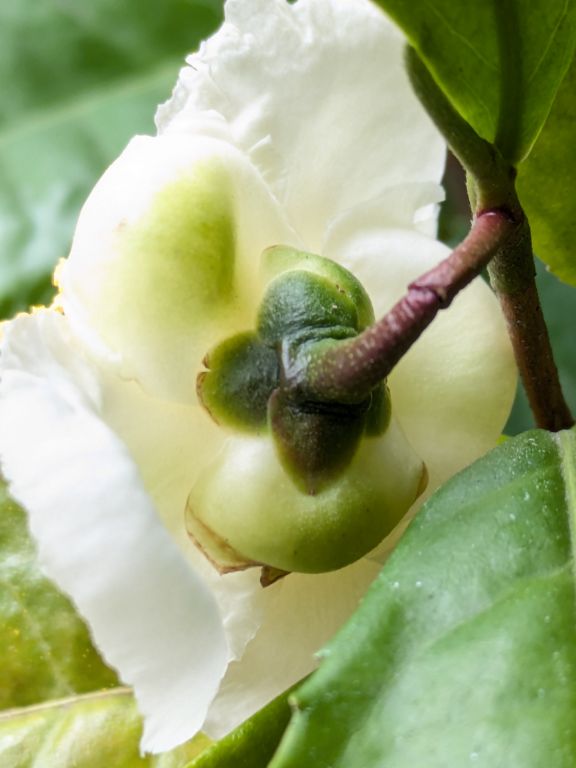 茶の花の裏側
