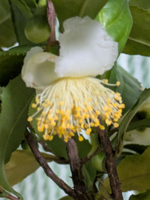 茶の花