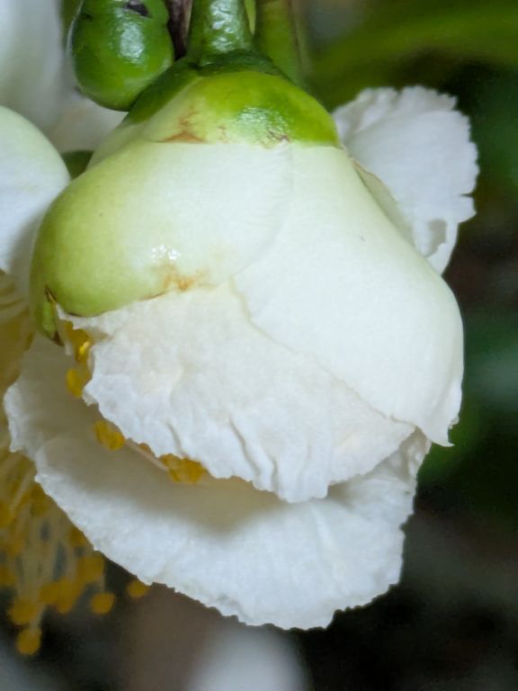 茶の開花