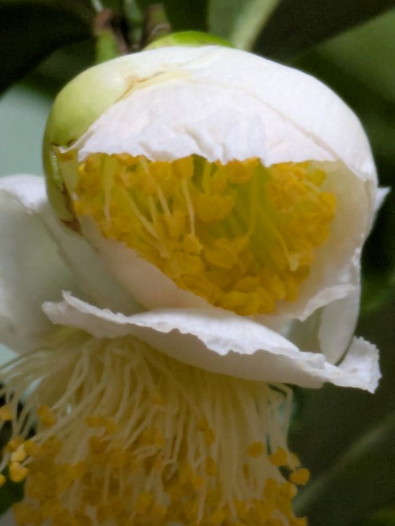 茶の花