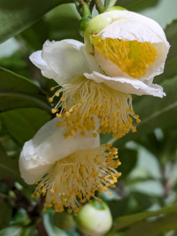 茶の花