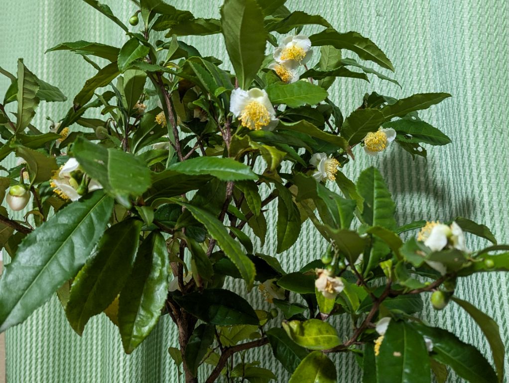 茶の花