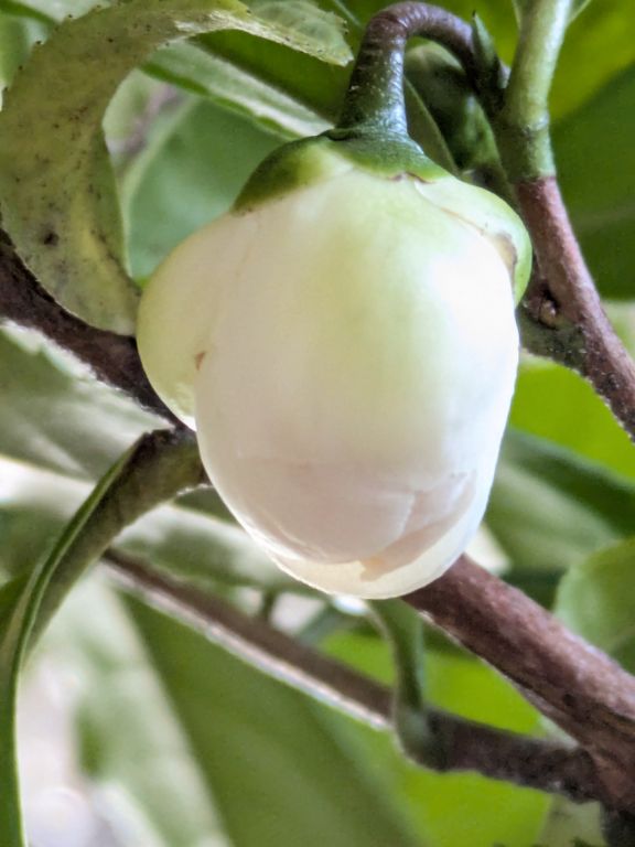 茶の蕾