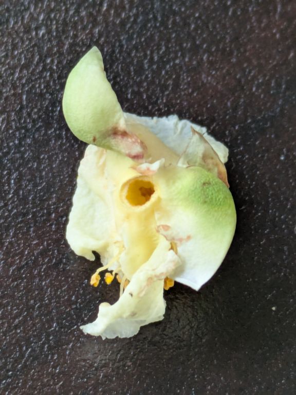 茶の花