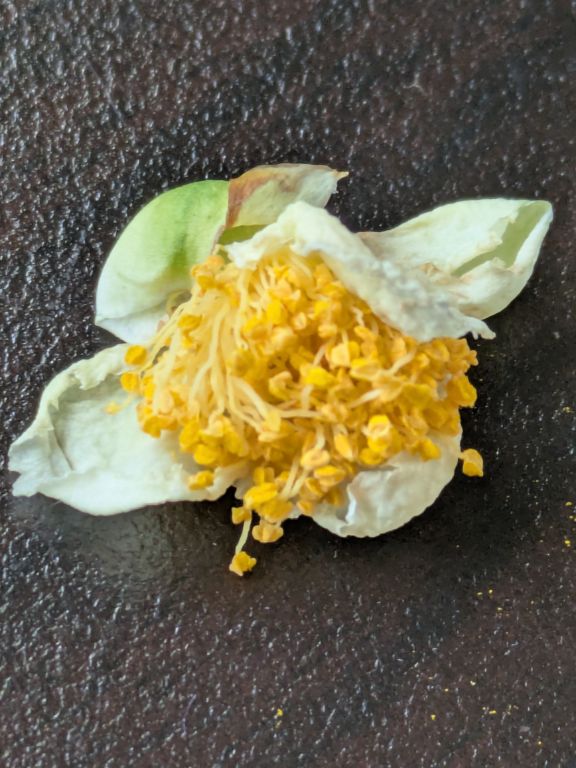 茶の花