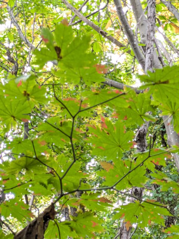 秋の紅葉の始まり