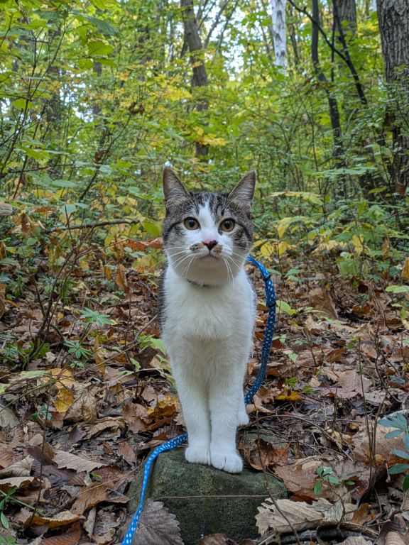 もうすぐ生後半年となる仔猫
