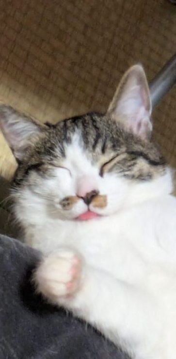 生後もうすぐ半年となる仔猫