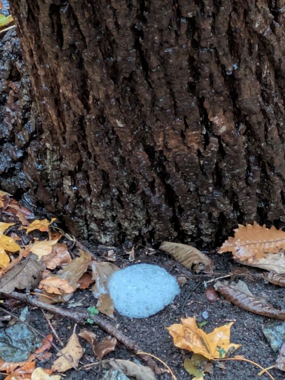 樹幹流の泡