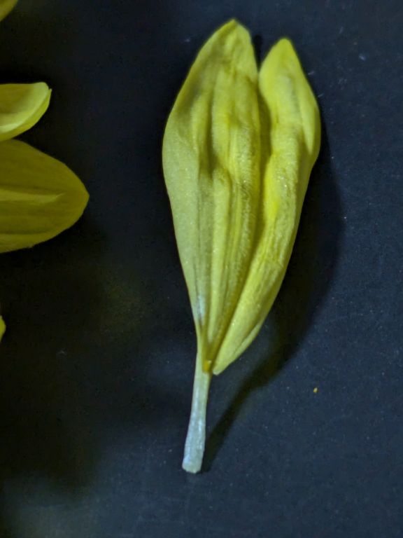 菊酒　重陽の節句