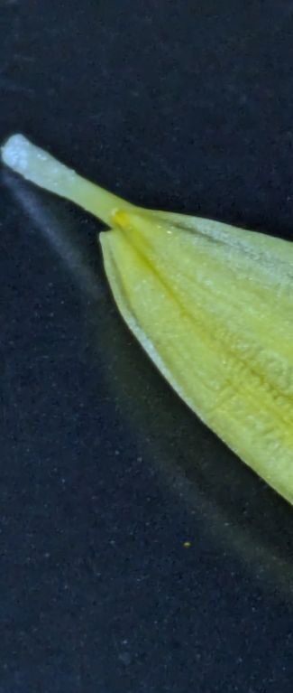 菊酒　重陽の節句