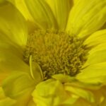 菊酒　重陽の節句