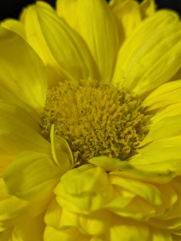 菊酒　重陽の節句