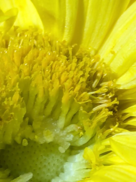 菊酒　重陽の節句